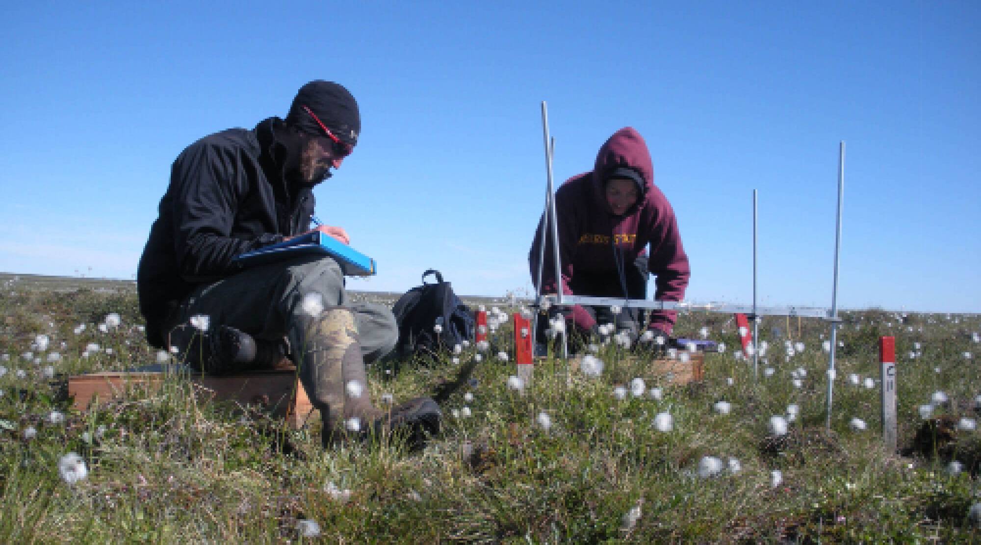 Arctic veg. research